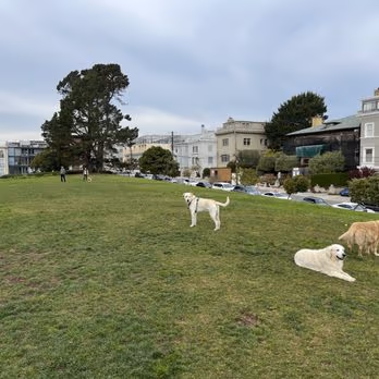 Alta Plaza Dog Play Areas